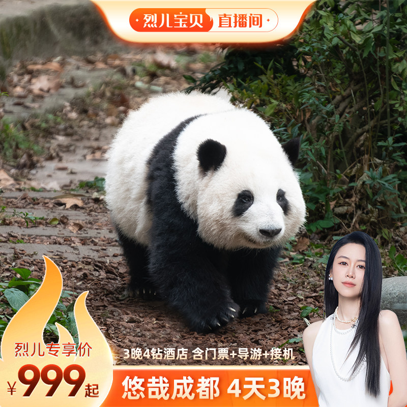 【烈儿宝贝直播间】成都4天3晚旅游熊猫基地都江堰三星堆-住4钻