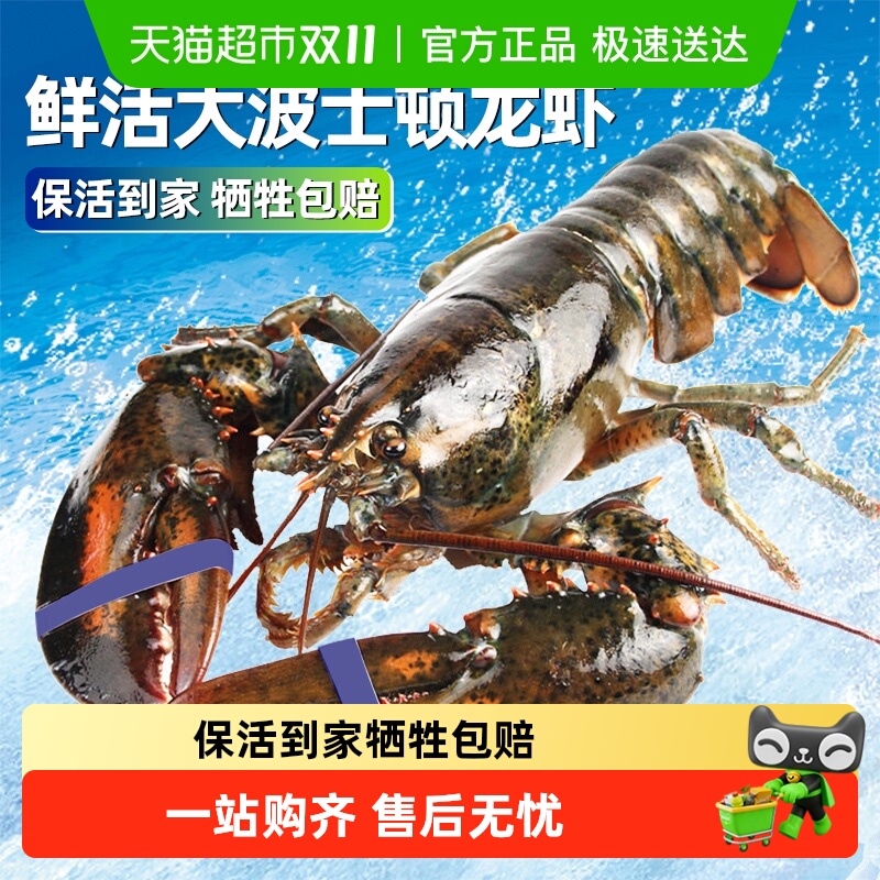 鲜活波龙大龙虾保活到家