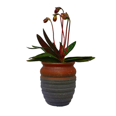 兰花洋兰玉女硬叶兜兰金兜银兜开花室内办公桌盆栽净化空气绿植花