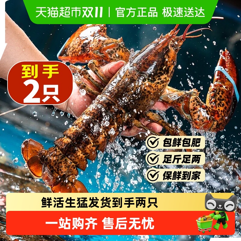 保活到家超大波士顿龙虾