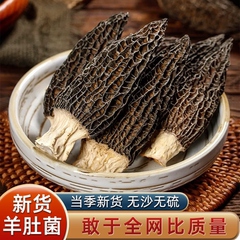干货羊肚菌特产级云南新鲜羊肚菌特级野生蘑菇菌菇汤料包头茬剪柄