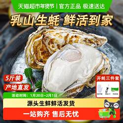 鲜活乳山牡蛎乳山生蚝威海海鲜生鲜海蛎子贝类水产源头烧烤食材
