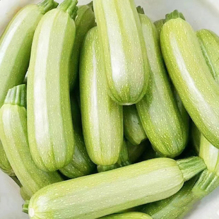 新鲜西葫芦本地蔬菜脆嫩可口适合焖炒沙拉营养丰富美味佳品