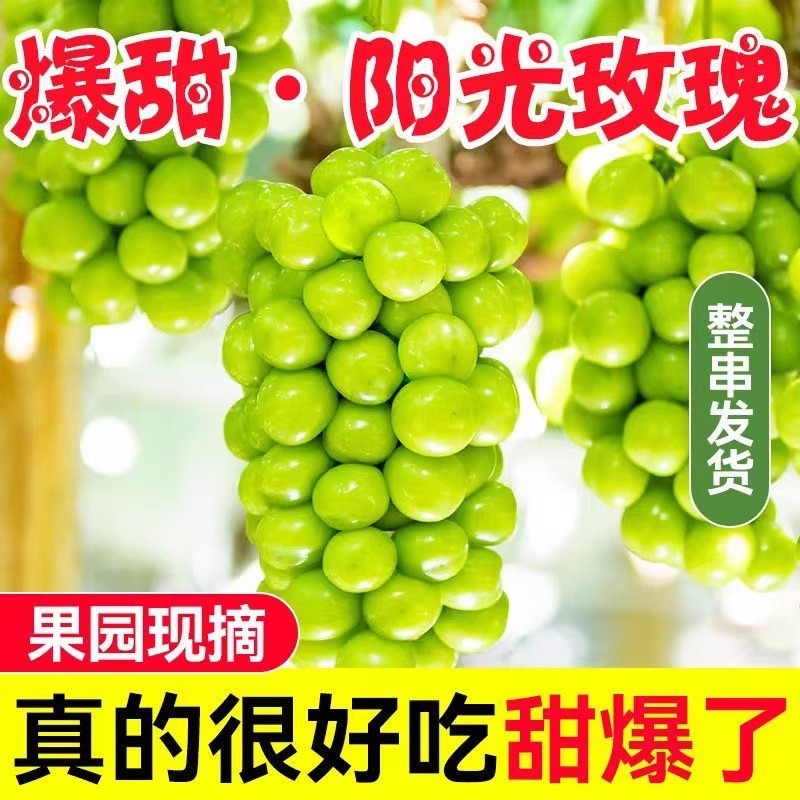 阳光玫瑰葡萄新鲜水果5斤晴王葡萄无籽香印提子青提当季整箱包邮