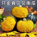包邮 正宗真贝贝小南瓜板栗味婴儿辅食老南瓜粉糯香甜
