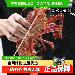 漁傳播鮮活澳龍龍蝦紅龍包鮮不包活 送禮 下拉領淘金幣更優惠