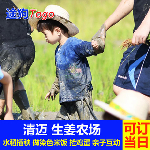 途狗 清迈生姜农场Ginger Farm水稻种植插秧体验 学做泰餐烹饪课