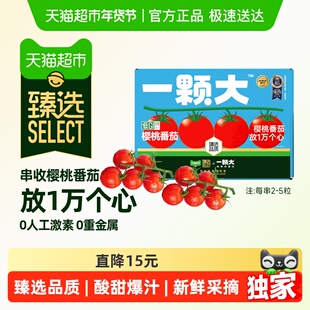 臻选 一颗大臻选番茄小串精品礼盒装尝鲜款酸甜爆汁新鲜采摘