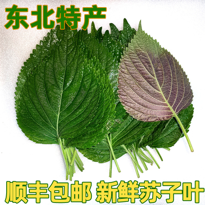 东北紫苏叶辽宁特产苏子叶烤肉榨菜用产地直发当季新鲜蔬菜1斤