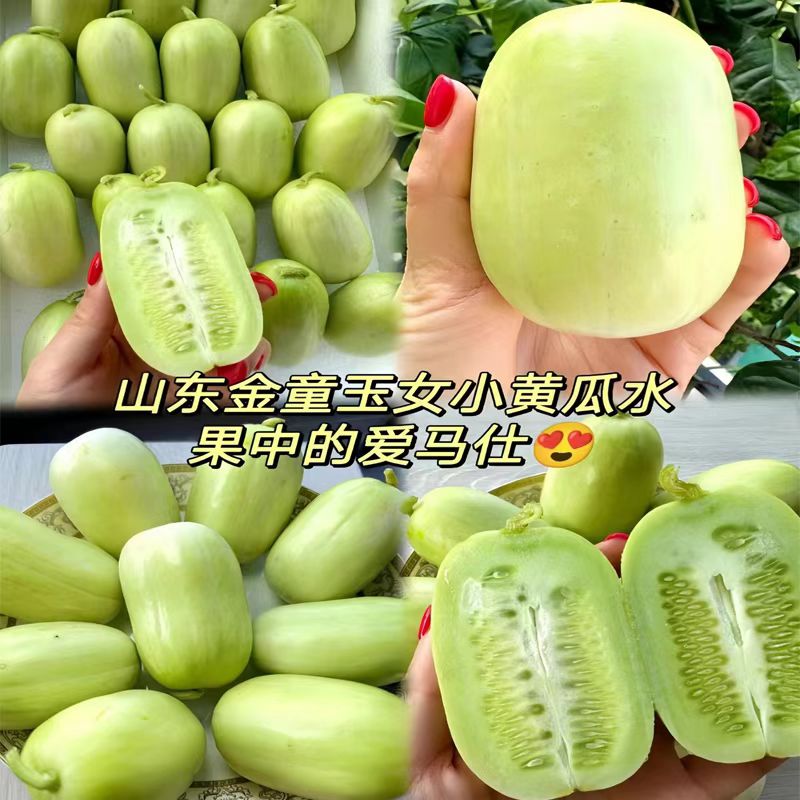 山东寿光玉女水果小黄瓜拇指水果小青瓜新鲜采摘产地直达顺丰包邮