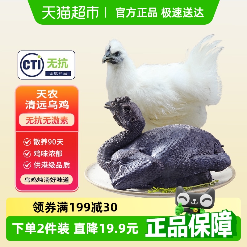 乌骨鸡热卖款天农无抗乌鸡散养