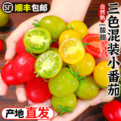 山东三色混装小番茄青口蜜夏日阳光迷彩鲜贝圣女果小柿子顺丰包邮