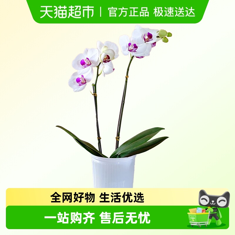 朵屿花间蝴蝶兰花苗盆栽室内花卉