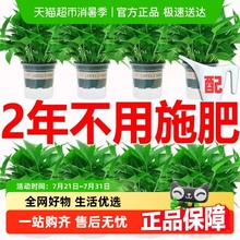 顺丰发货牵鲜绿萝盆栽室内植物吸甲醛绿箩长藤大叶除甲醛绿植绿罗