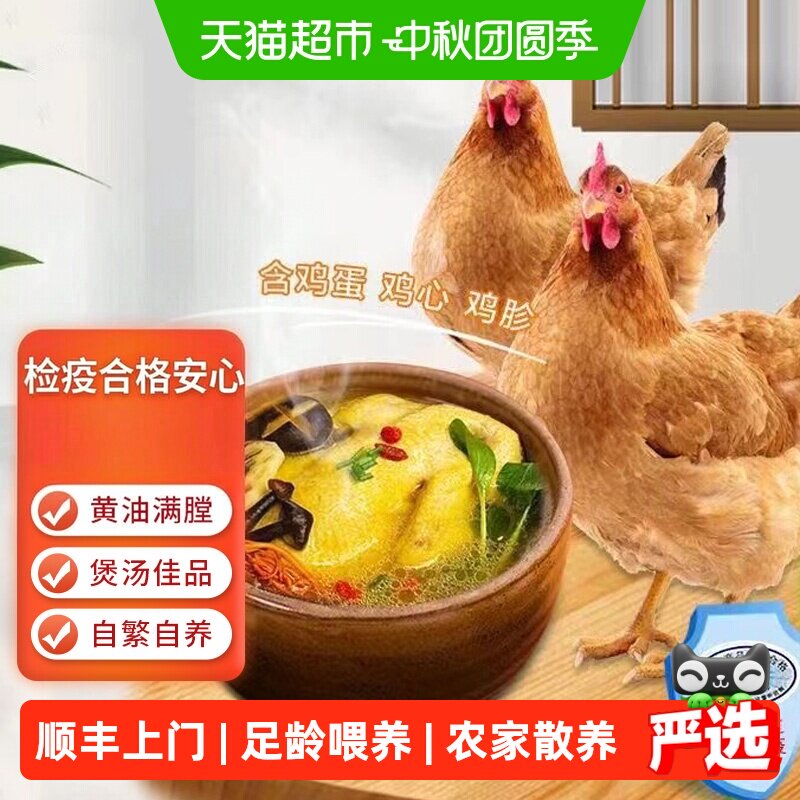 大用农家散养老母鸡1250g图片