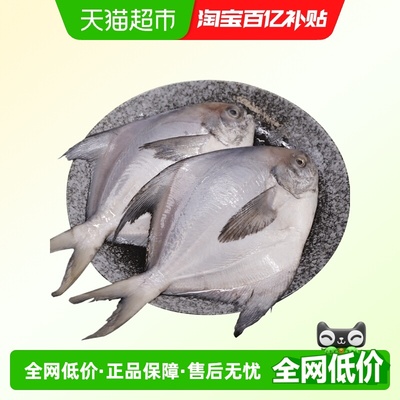 云储生活银鲳鱼新鲜冷冻