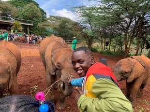 肯尼亚 内罗毕大象孤儿院+长颈鹿中心+卡伦故居半日游(1人起订）