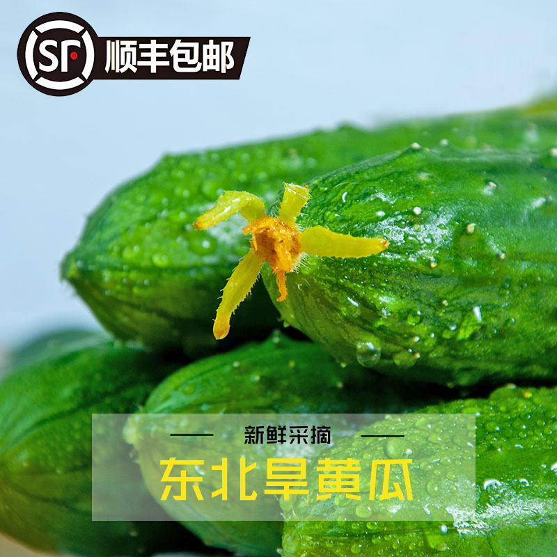 现摘现发农家自种黄瓜刺黄瓜旱黄瓜当季新鲜凉拌黄瓜脆甜多汁鲜嫩