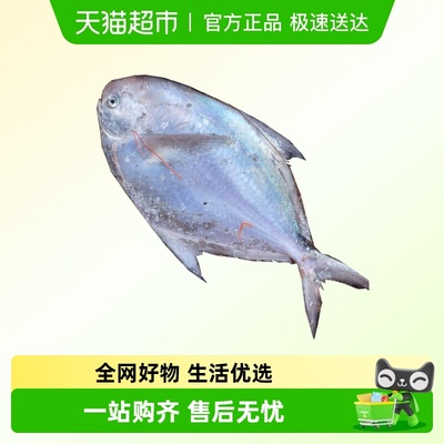浙奉渔野生海捕白鲳鱼真空锁鲜