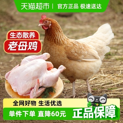 大用黄油老母鸡