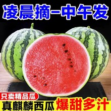 正宗麒麟西瓜超甜8424薄皮现摘应季无籽有籽新鲜水果包邮