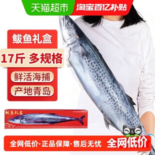 鲅鱼新鲜冷冻山东特大马鲛鱼切片青岛鲅鱼整条香煎海鲜鲅鱼礼盒