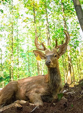 [茅山森林世界-大门票（活动票）]江苏常州茅山森林世界门票