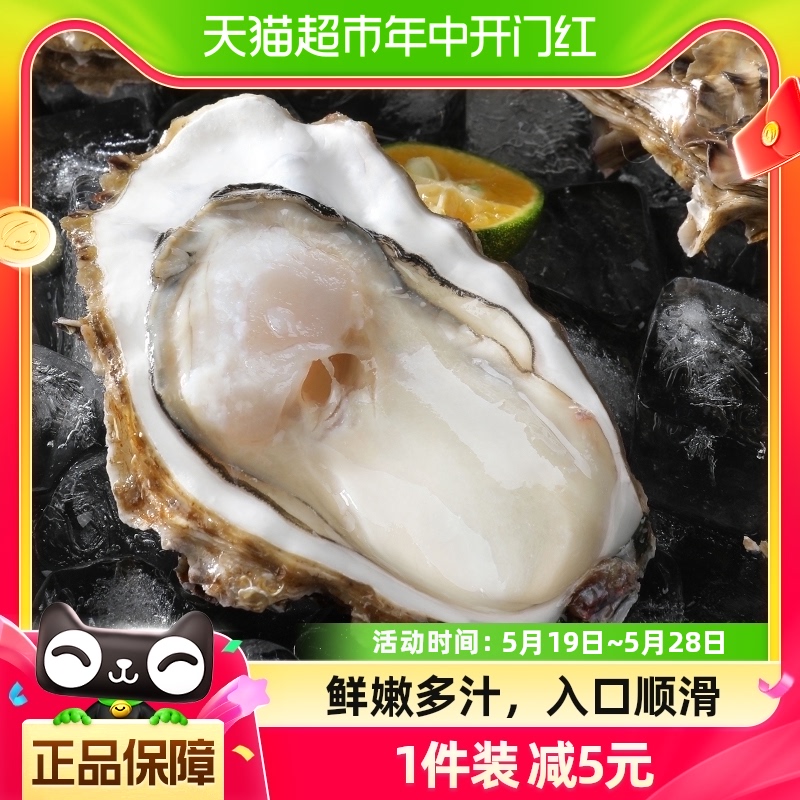 贝司令鲜活乳山生蚝新鲜牡蛎2XL净重4斤13-17个海鲜水产海蛎子 水产肉类/新鲜蔬果/熟食 生蚝 原图主图