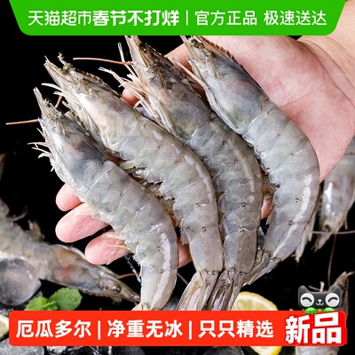 大虾厄瓜多尔鲜活速冻