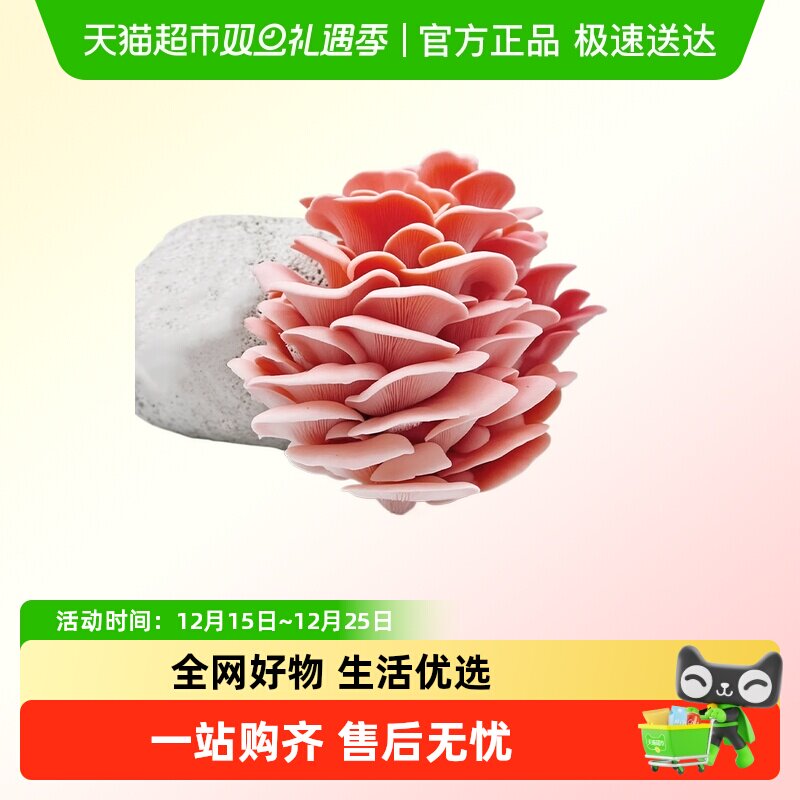 寿禾家庭红平菇菌包蘑菇种植