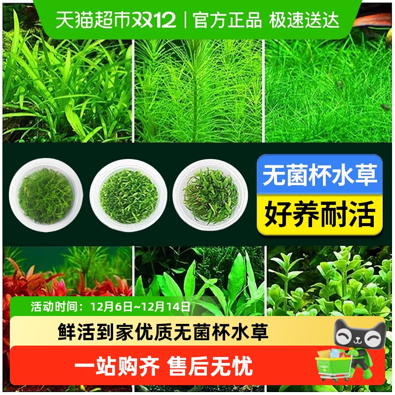 疯狂水草鱼缸造景无菌杯水草鲜嫩