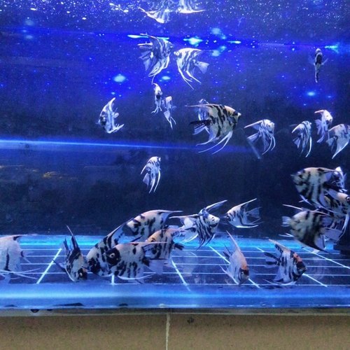 特价5-6厘米熊猫神仙4条29