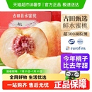 新鲜多汁桃子毛桃现摘礼盒装 福建古田正宗水蜜桃白凤桃当季