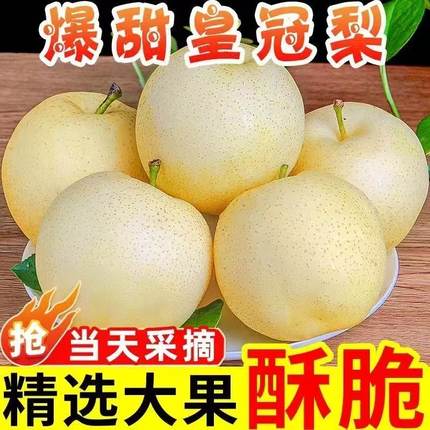 新鲜河北正宗皇冠梨脆甜多汁大白梨现摘现发包邮梨子酥梨