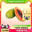 广西青皮红心牛奶木瓜3斤农家自种新鲜当季 水果现摘现发