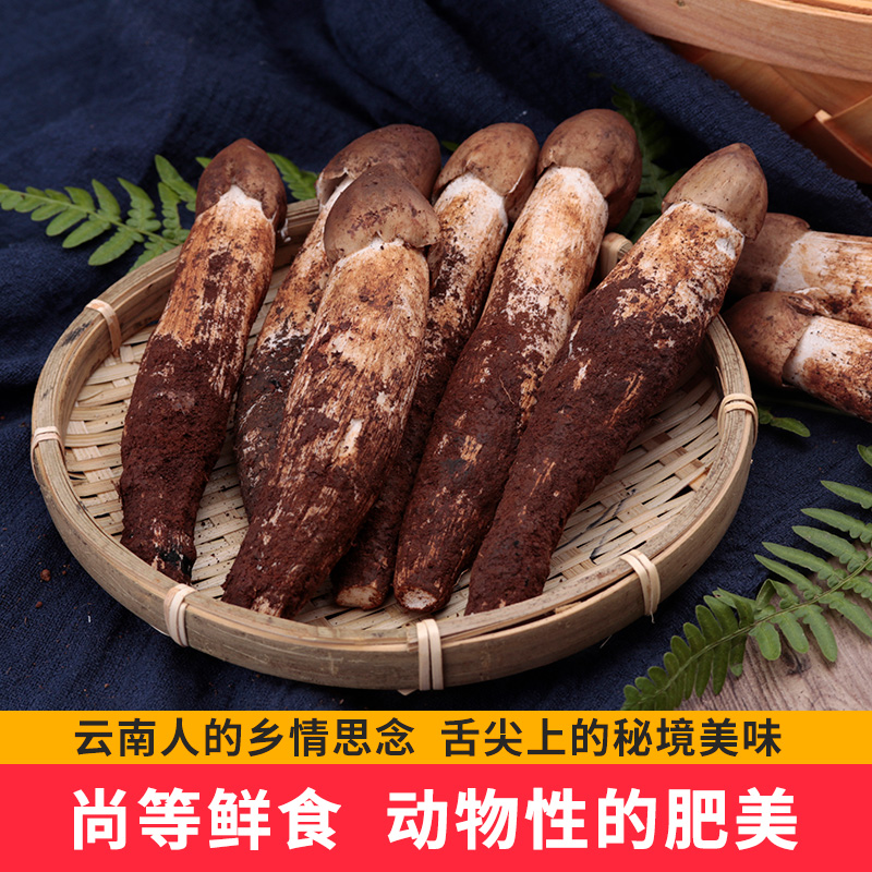 云南鸡枞菌新鲜鸡纵菌野生鸡棕菌云南荔枝斗鸡菌菇炸油云南特产