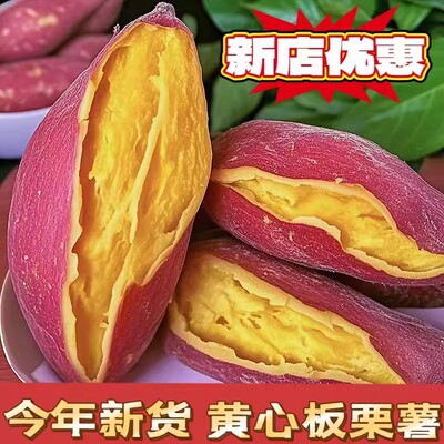 沙地黄心蜜薯红薯现挖现发地瓜山芋超甜板栗番薯粉糯软糯香甜可口