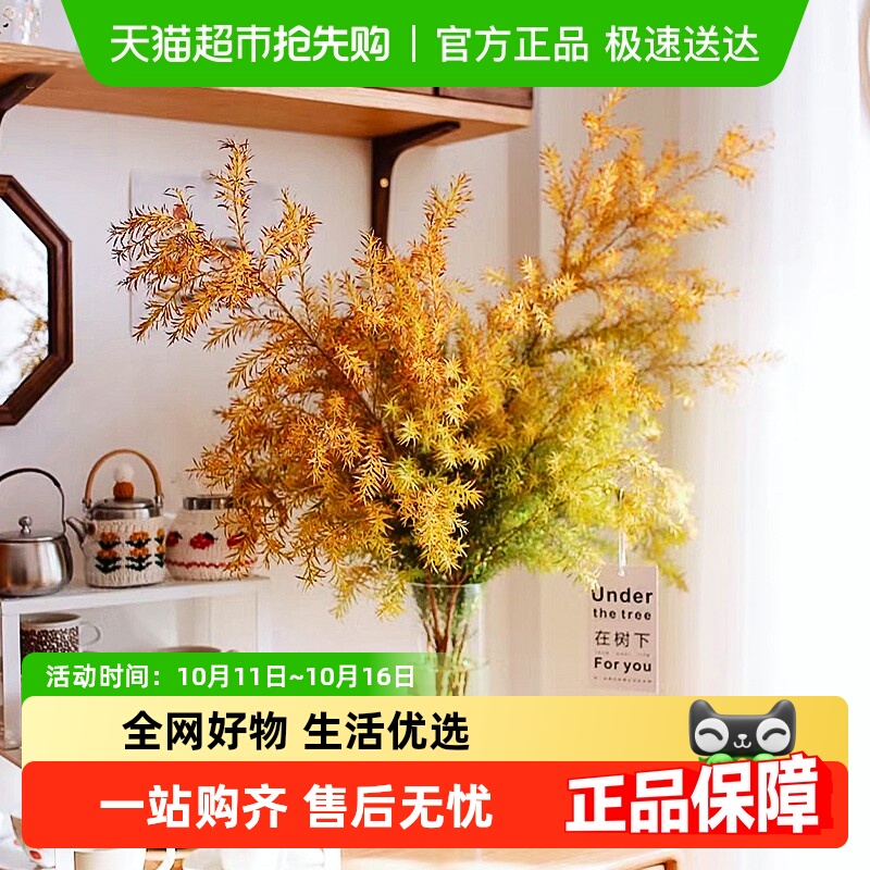 爱黛千层金鲜花鲜切枝水培植物