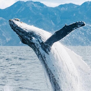 新西兰旅游奥克兰豪拉基湾观鲸观海豚 Whale & Dolphin Safari