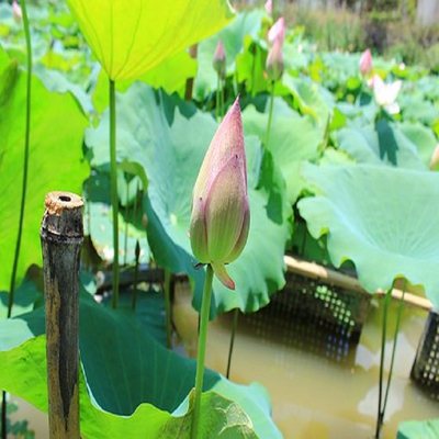 白洋淀荷花大观园+宝岛鸳鸯岛+狼牙山二日游