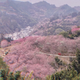 歙县汪满田村+卖花渔村一日游【粉色花海，嬉鱼灯会，提灯寻梅】