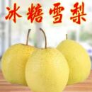 河北雪梨新鲜水果雪梨脆甜多汁正宗赵州雪花梨子雪梨冰糖雪梨