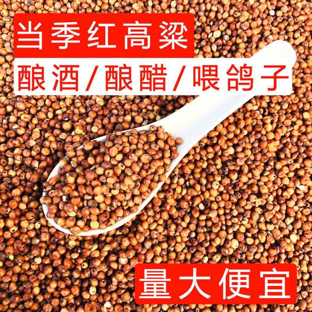 贵州当地红高粱带壳带皮喂鸽子鸟类粮食鸽粮红高粱批发
