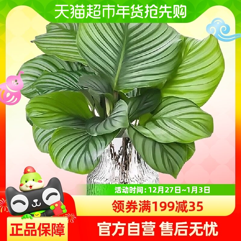 ��ƻ����������������ˮ��ֲ���������ڼ�ʪ���������ļ�������ֲ