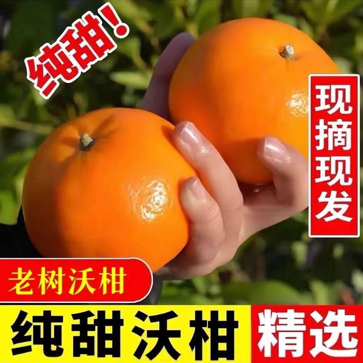 捡屚！9-10亓-云南当季新鲜沃柑 5斤一箱！皮薄易剥 鲜甜爽口- 社群免单
