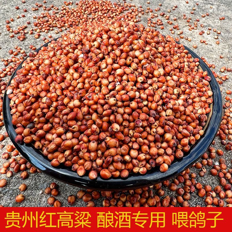 农家红高粱酿酒专用高粱粮食去壳红高粱鸽子食物用大粒红高粱批发