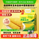 次日达 十月稻田黄糯玉米东北粘苞米杂粮粗粮低脂早餐