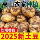包邮 正宗黄心土豆黄皮土豆大个粉糯洋芋马铃薯黄肉土豆黄心整箱 价