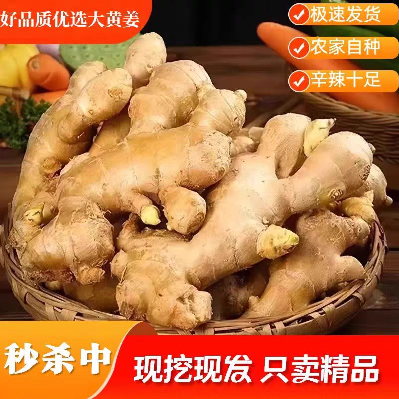 农家自种老姜生姜批发健康生姜水洗生长新鲜黄姜土姜现挖嫩姜鲜姜