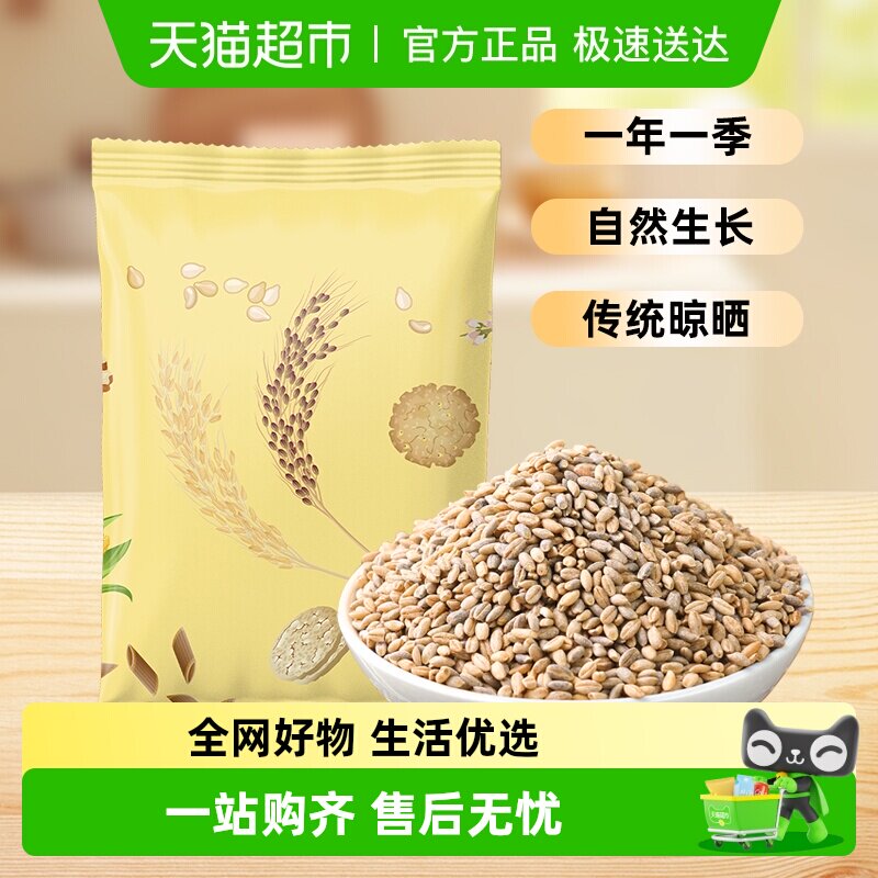 邹有才蓝青稞米高原特产新米粗粮主食五谷杂粮煮粥谷物煮饭麦仁